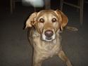 Blanding af racer Stella *RIP 25-11-10*