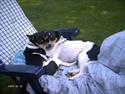 Dansk svensk gaardhund Fie