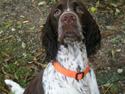 Engelsk springer spaniel Diamond ring star light