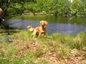 Nova scotia duck tolling retriever frida