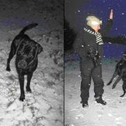 Labrador retriever Benjos black Chivas