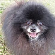 Pomeranian Pelspersonen Pølse RIP