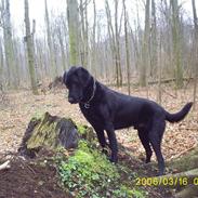 Blanding af racer Balou