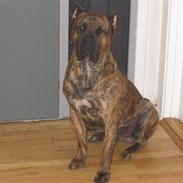 Dogo canario Macho