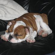 Engelsk bulldog Hannibal