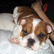 Engelsk bulldog Hannibal