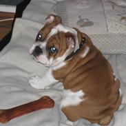 Engelsk bulldog Hannibal