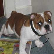 Engelsk bulldog Hannibal