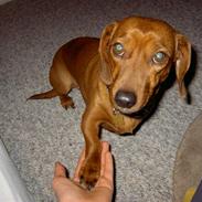 Gravhund trille :D