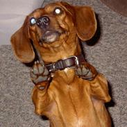 Gravhund trille :D