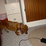 Gravhund trille :D