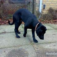 Blanding af racer Dego