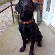 Blanding af racer Dego