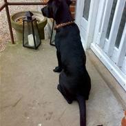 Blanding af racer Dego