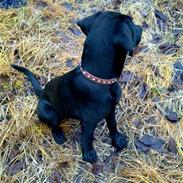 Blanding af racer Dego