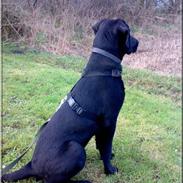 Blanding af racer Dego