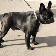 Fransk bulldog Jokerface Boss Hoss 