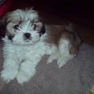 Lhasa apso Fillipa