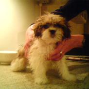 Lhasa apso Fillipa