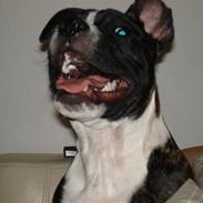 Staffordshire bull terrier Gaso