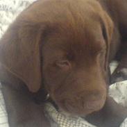 Labrador retriever Balder