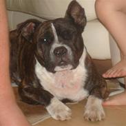 Staffordshire bull terrier Gaso