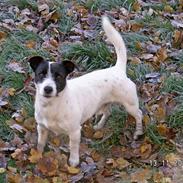 Jack russell terrier basse
