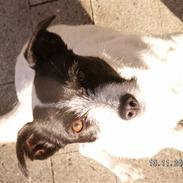 Jack russell terrier basse