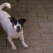 Jack russell terrier basse