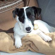 Jack russell terrier basse