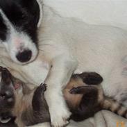 Jack russell terrier basse