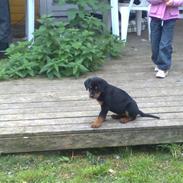 Rottweiler Elmediges Molly