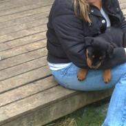 Rottweiler Elmediges Molly