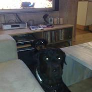 Rottweiler Elmediges Molly