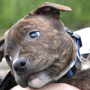 Staffordshire bull terrier Zacho