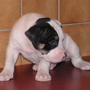 Blanding af racer Oberst Gadaffi