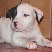 Blanding af racer Oberst Gadaffi