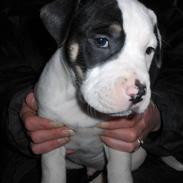 Blanding af racer Oberst Gadaffi