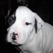 Blanding af racer Oberst Gadaffi