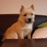 Cairn terrier Lucas