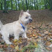 Cairn terrier Lucas