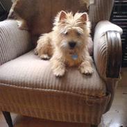 Cairn terrier Lucas