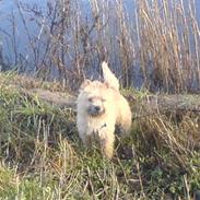 Cairn terrier Lucas