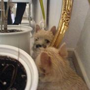 Cairn terrier Lucas