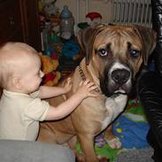 Boerboel victor