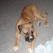 Boerboel victor