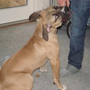 Boerboel victor