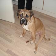 Boerboel victor