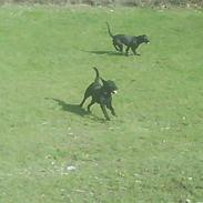 Labrador retriever Emma