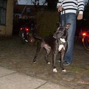 Amerikansk staffordshire terrier Armani ( Marni )
